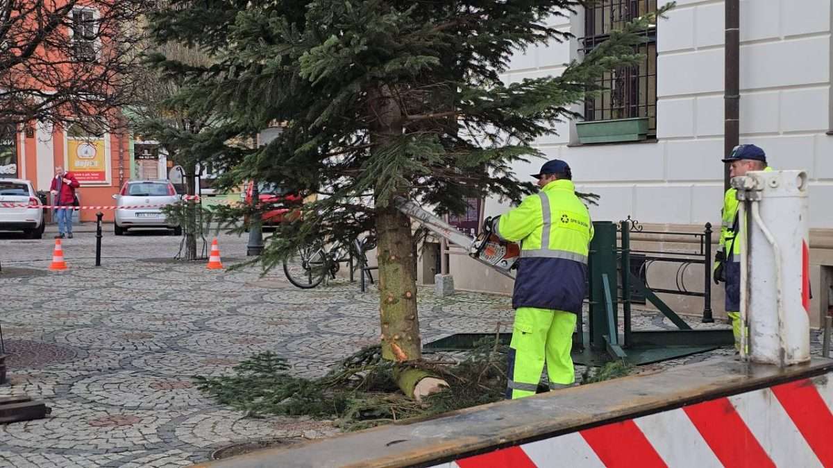 Świąteczna choinka przyjechała na głogowski rynek