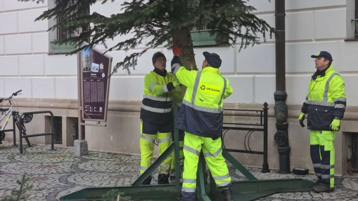 Świąteczna choinka przyjechała na głogowski rynek