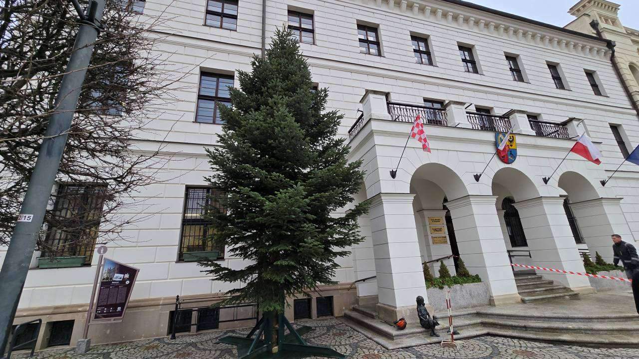Świąteczna choinka przyjechała na głogowski rynek. Zobaczcie jak ustawiano drzewko