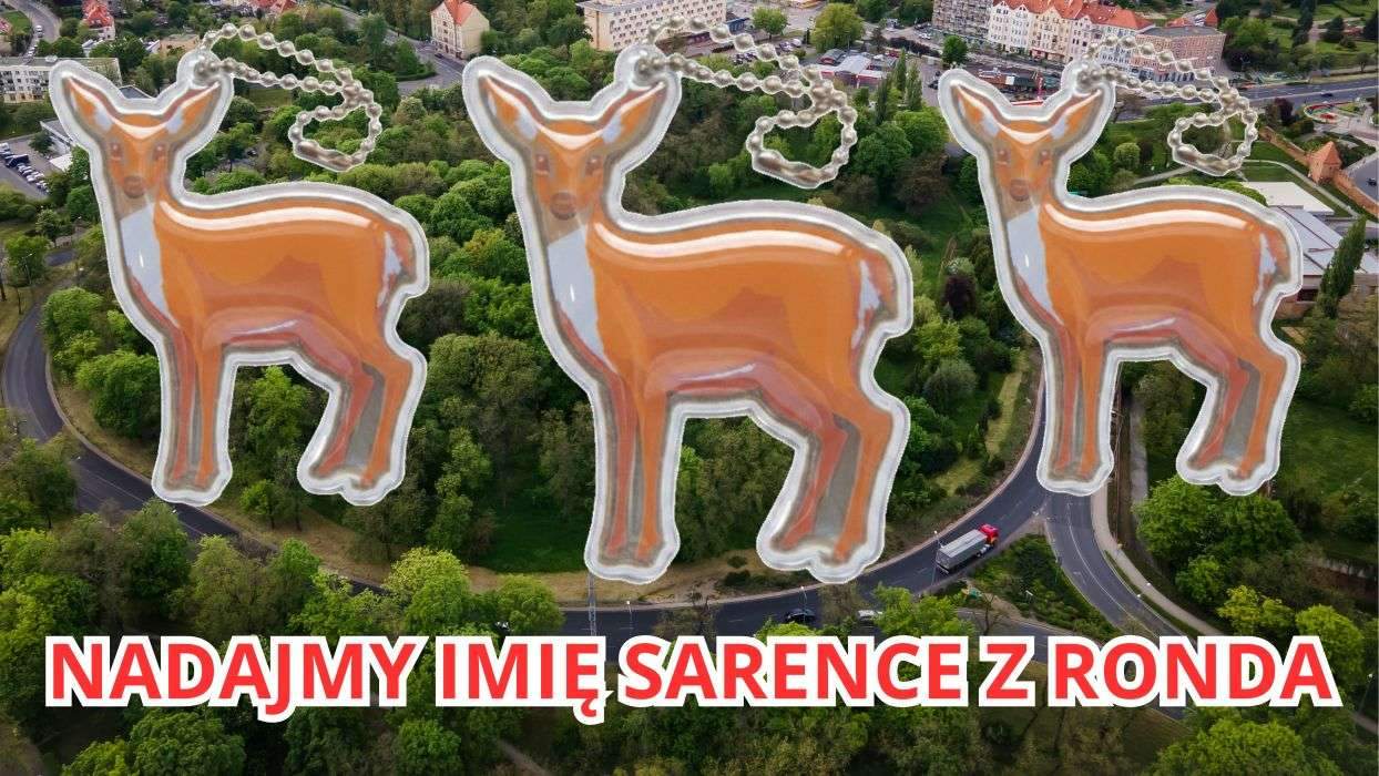 Mamy już zebrane propozycje na imię dla Sarenki z Ronda!